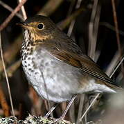 Swainson's Thrush