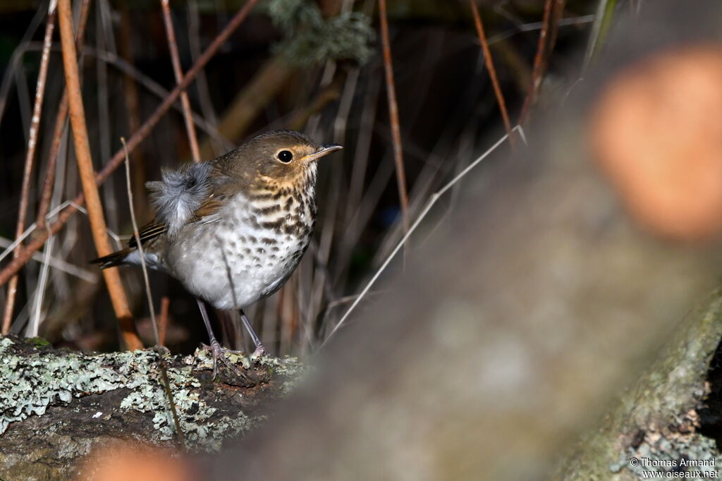 Swainson's Thrush