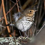 Swainson's Thrush