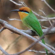 Böhm's Bee-eater