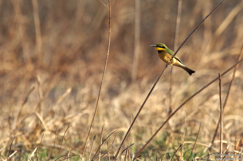 Little Bee-eater