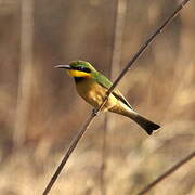 Little Bee-eater