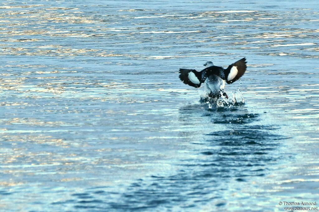 Guillemot à miroiradulte internuptial