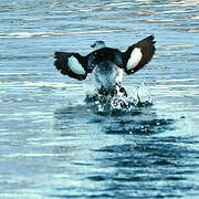 Guillemot à miroir