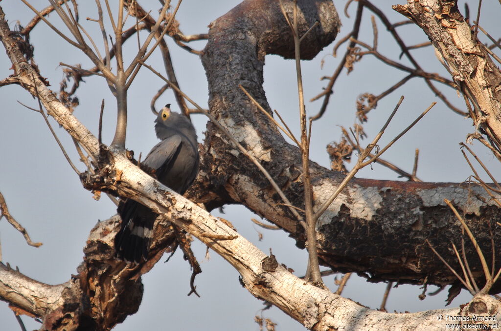 African Harrier-Hawkadult