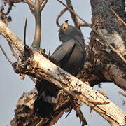 African Harrier-Hawk