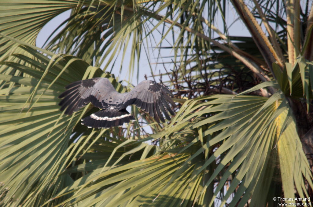 African Harrier-Hawkadult, Flight