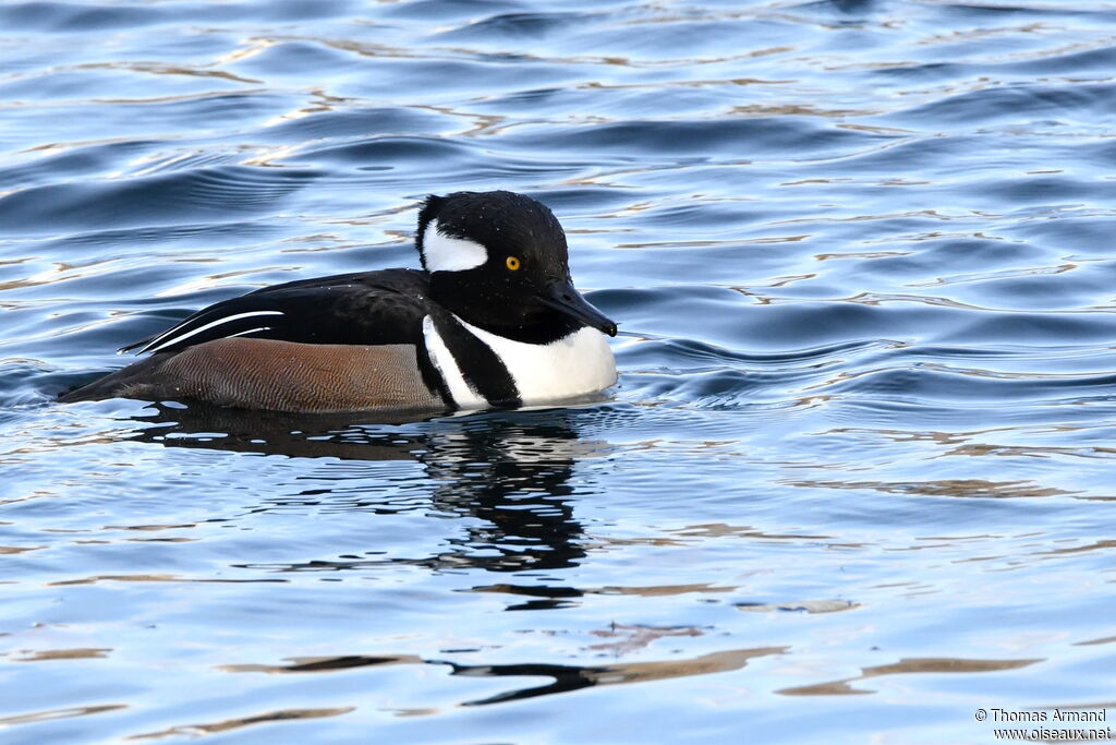 Hooded Merganser