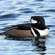 Hooded Merganser