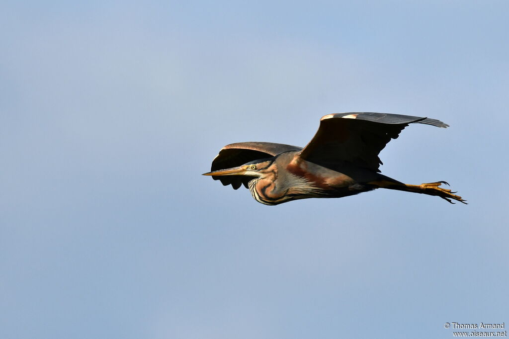 Purple Heron