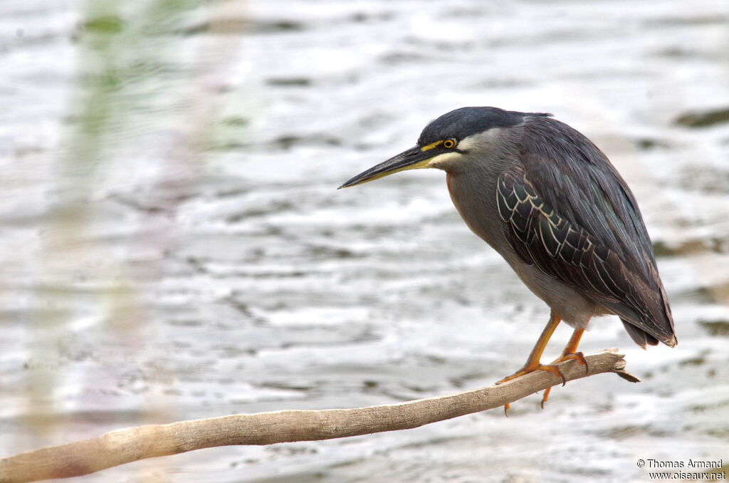 Striated Heronadult