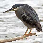 Striated Heron