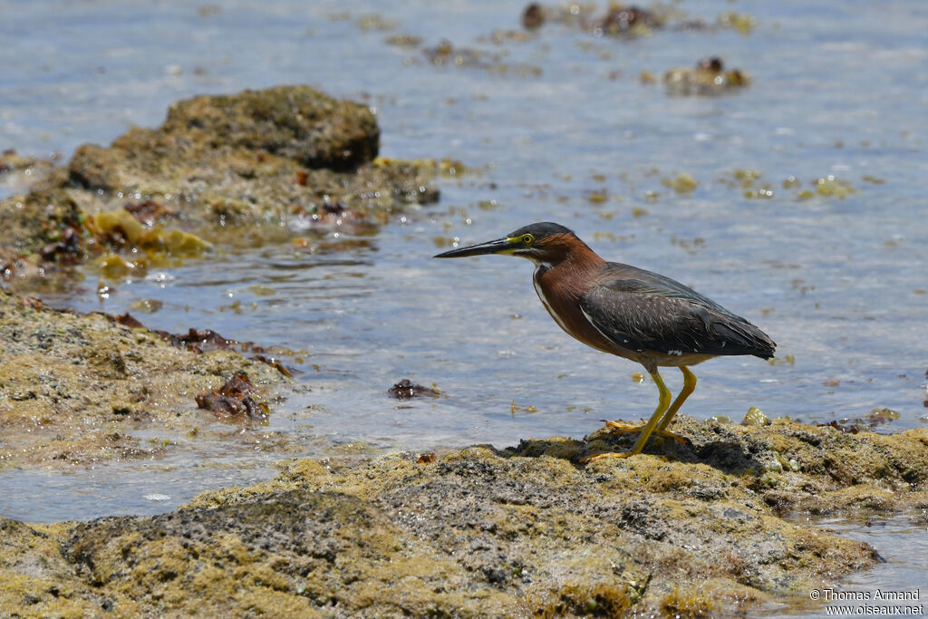 Green Heronadult