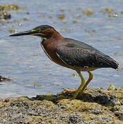 Green Heron