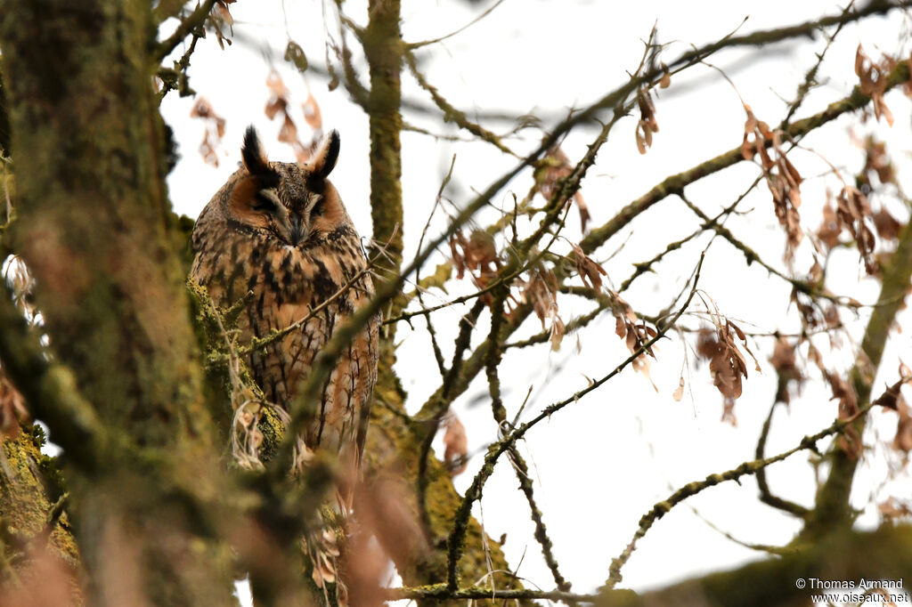 Hibou moyen-duc