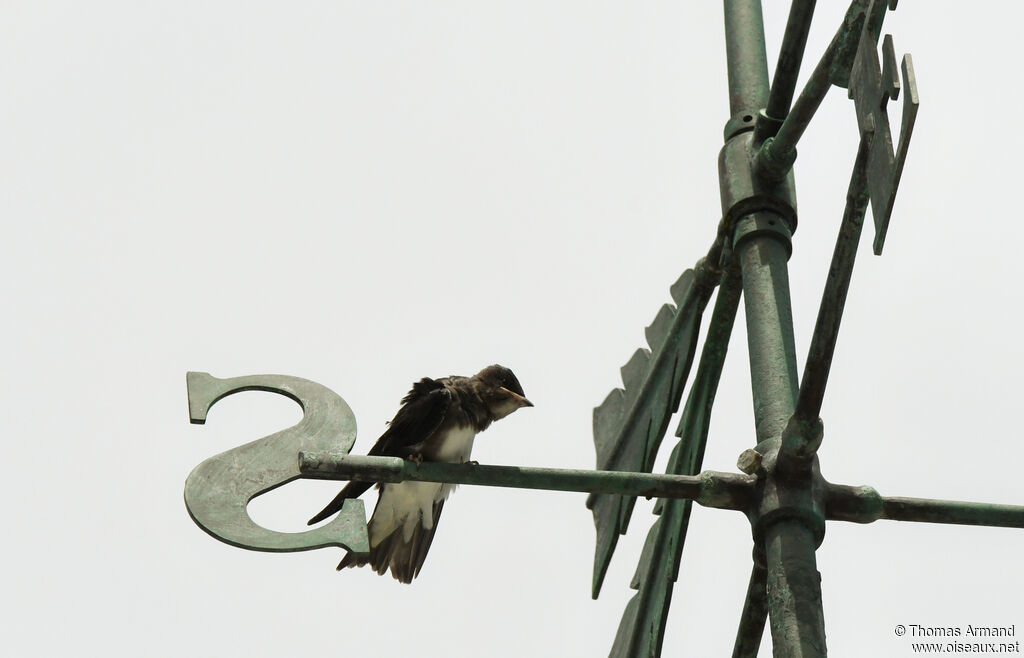 Caribbean Martinjuvenile