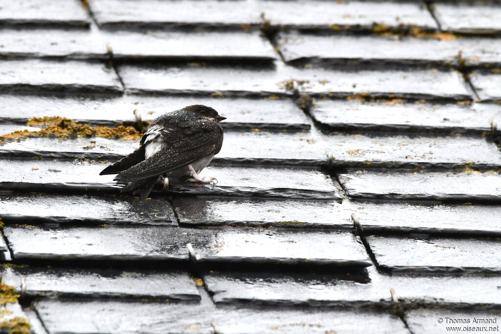 Common House Martin