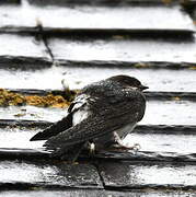 Western House Martin