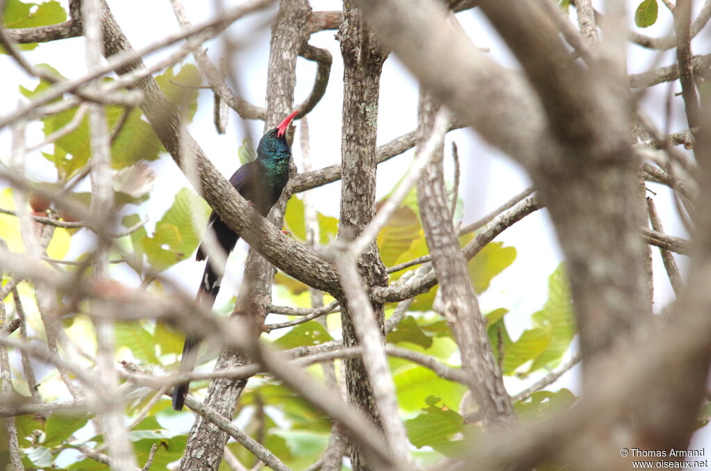 Green Wood Hoopoe