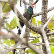 Green Wood Hoopoe