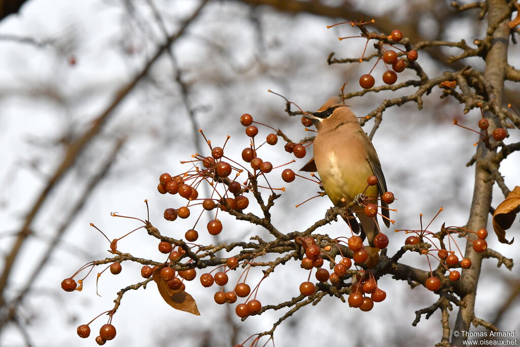 Cedar Waxwing