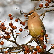 Cedar Waxwing