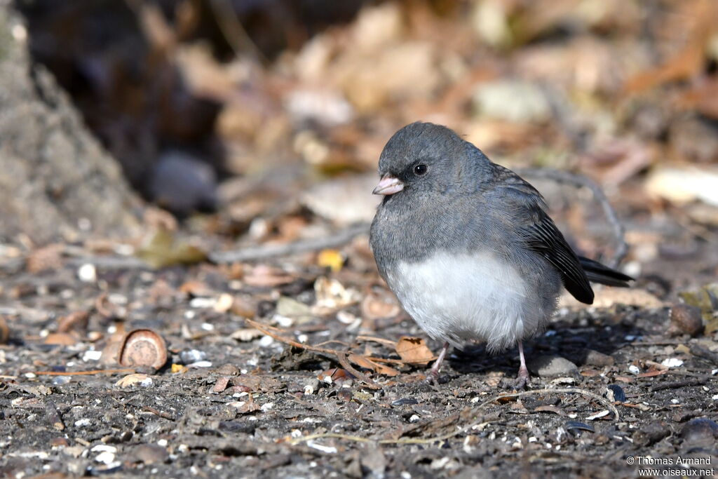 Junco ardoisé