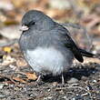 Junco ardoisé