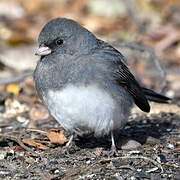 Junco ardoisé