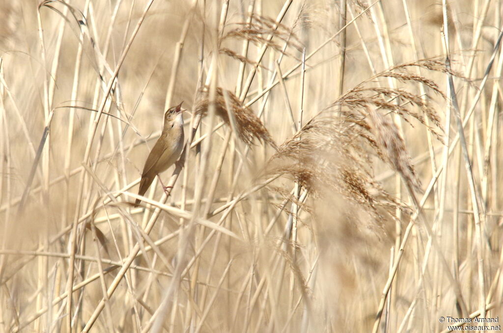 Savi's Warbler