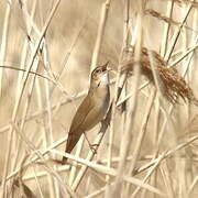 Savi's Warbler