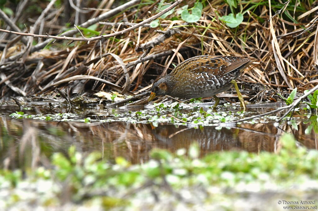 Spotted Crake