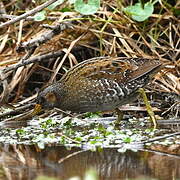 Spotted Crake