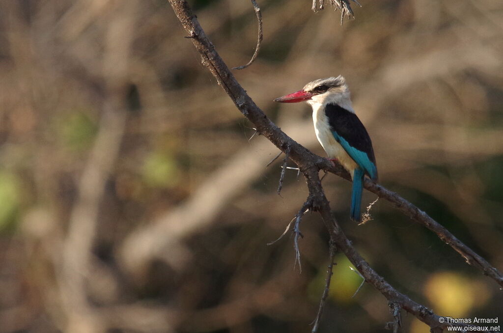 Brown-hooded Kingfisher