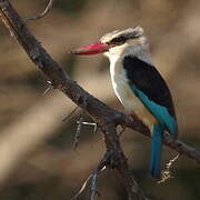 Brown-hooded Kingfisher