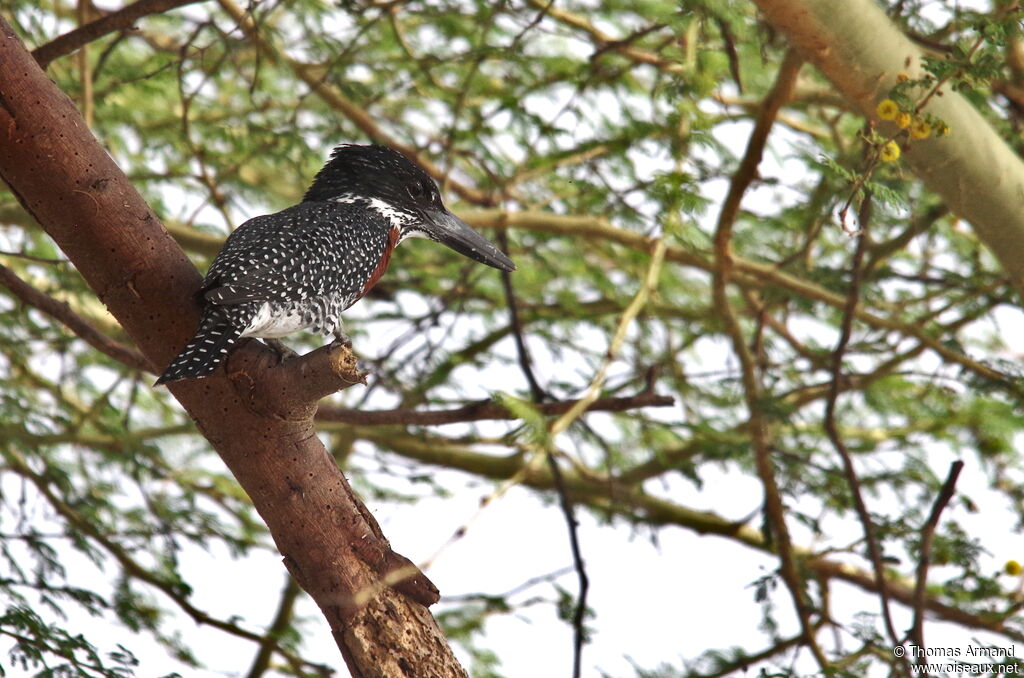 Giant Kingfisher