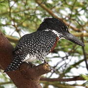 Giant Kingfisher