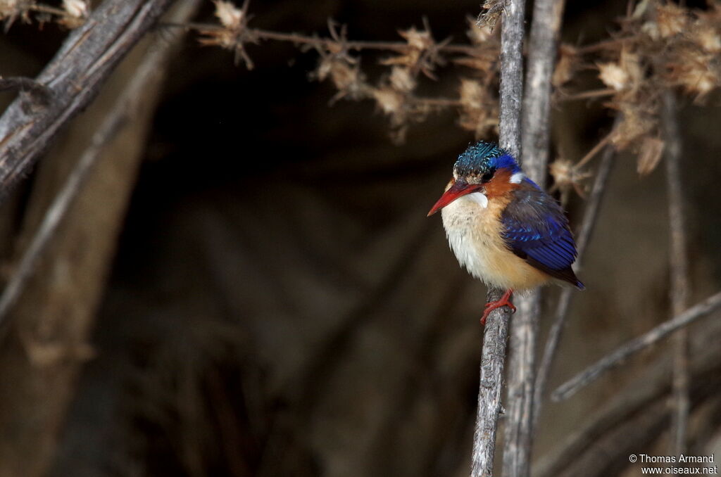 Malachite Kingfisher