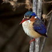 Malachite Kingfisher