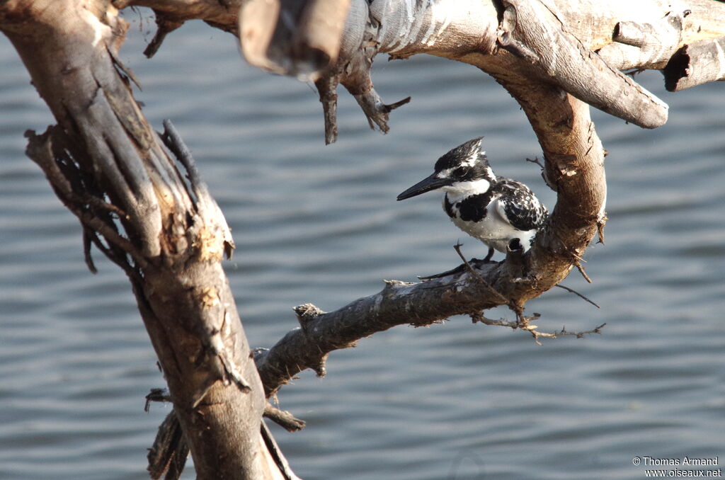 Pied Kingfisheradult