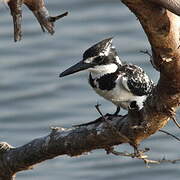 Pied Kingfisher