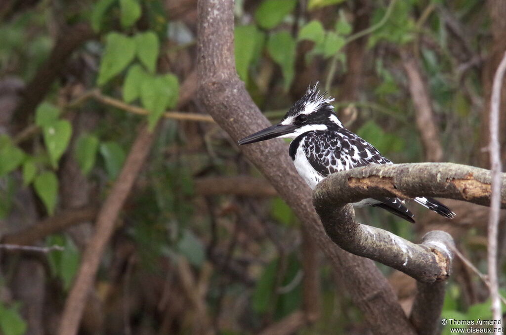 Pied Kingfisheradult