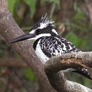 Pied Kingfisher