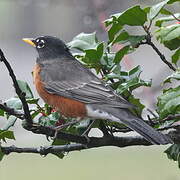 American Robin