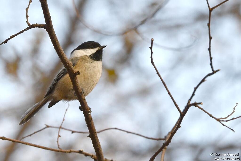 Black-capped Chickadee