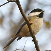 Black-capped Chickadee