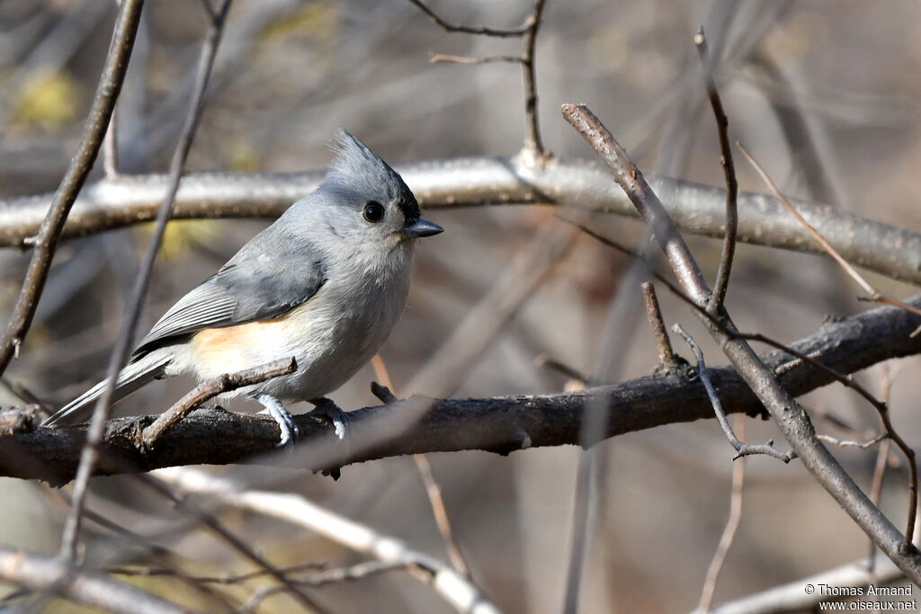 Tufted Titmouse