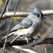 Tufted Titmouse