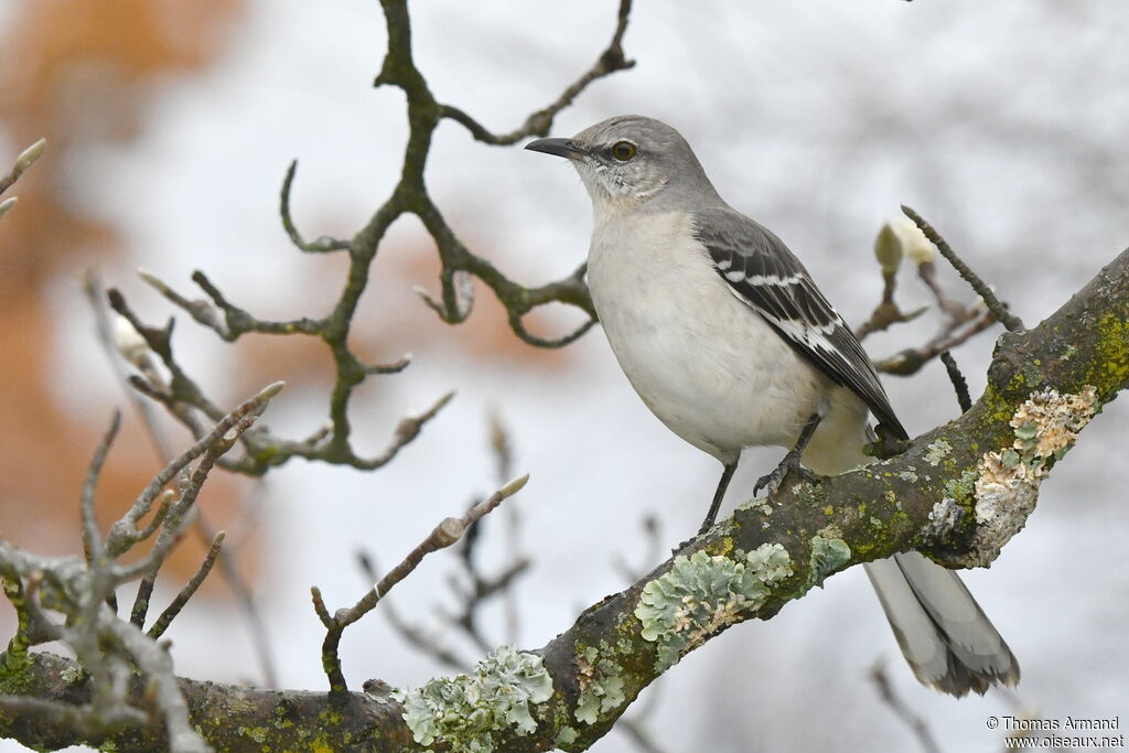 Northern Mockingbird