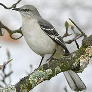 Northern Mockingbird